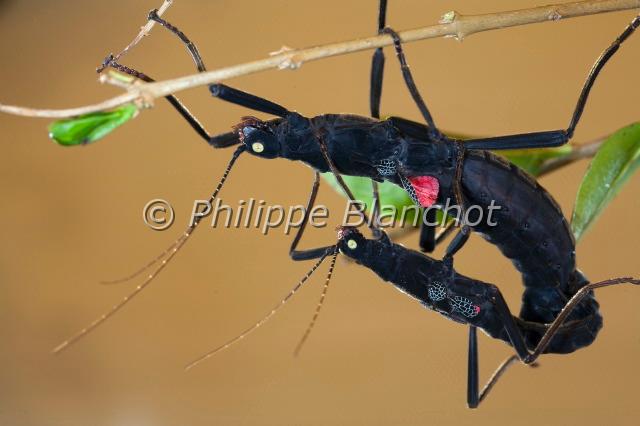peruphasma schultei 2.JPG - Peruphasma schulteiPhasme péruvien de SchultePhasmatodea, PseudophasmatidaeElevage, Palais de la Découverte, Paris